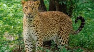 MP News: Leopard Rescued After Tense Struggle In Indore; Caught In A Bind Before Being Freed