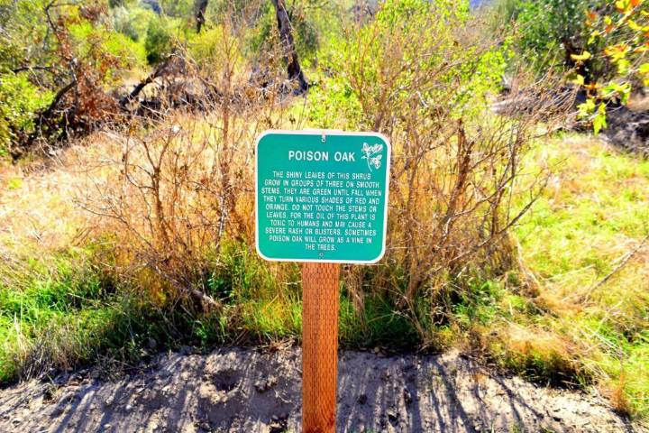 Ask the Pediatrician: Poison ivy, poison oak and poison sumac rash