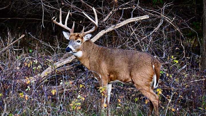Wisconsin hunting season that's dear to many is on tap
