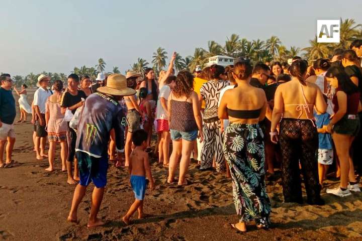 Más de 500 tortugas golfinas son liberadas en Boca de Pascuales, Tecomán