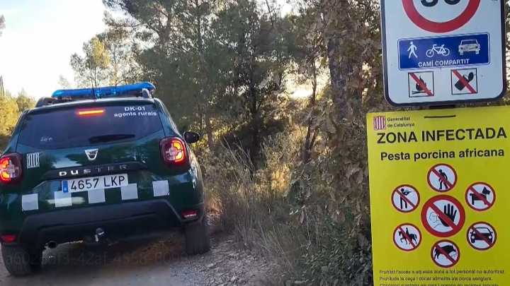 La Generalitat de Cataluña no descarta pedir ayuda a la UME para frenar la propagación de la peste porcina africana