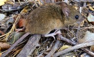 Las autoridades confirmaron un caso de hantavirus en Bariloche