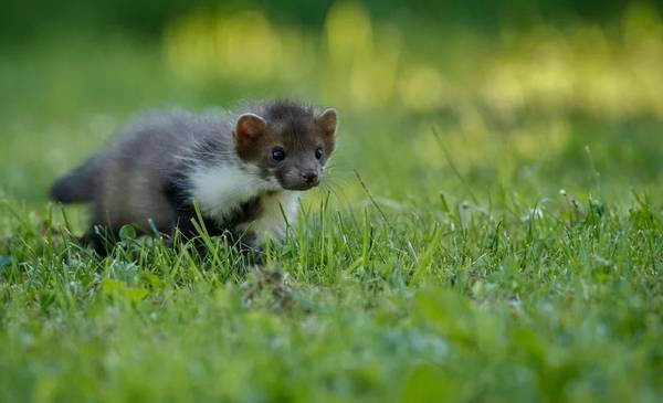 Científicos chinos encontraron un "super animal" para acabar con las plagas de ratas
