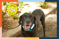 The 5 Best Dog GPS Trackers We Tested