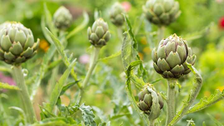 Not Just The Vegetable Garden: Why Artichokes Deserve A Place In Your Flower Beds