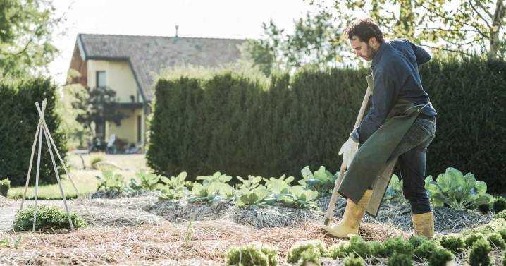 'It's not too late' - garden bulbs that can be planted now for a spring display