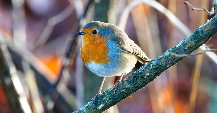 Make robins keep coming back to your garden this winter with one easy trick