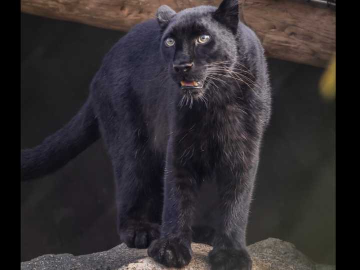 Nashville Zoo’s Amur Leopard Makes Public Debut In Leopard Forest