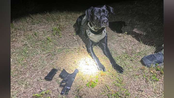 K-9 locates gun underneath shed that was used in Wauchula gas station shooting: FWC
