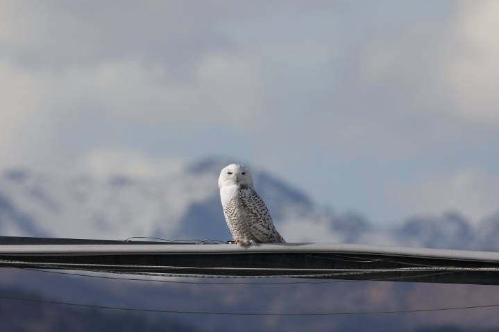 Coloardo winter birding: Experts share their favorite spots