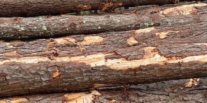 Augusta lumber mill to shut down by the end of the year