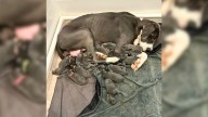 North Carolina Rescue Staff Left Speechless As Great Dane Welcomes Largest Litter They’ve Ever Seen