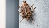 Does Vinegar Keep Stink Bugs Away? Here's The Truth