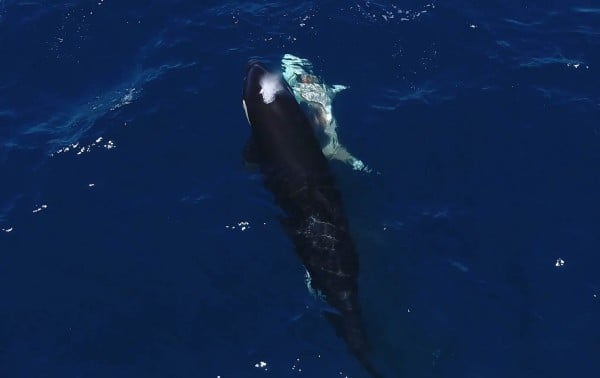 En México, las orcas cazan tiburones blancos