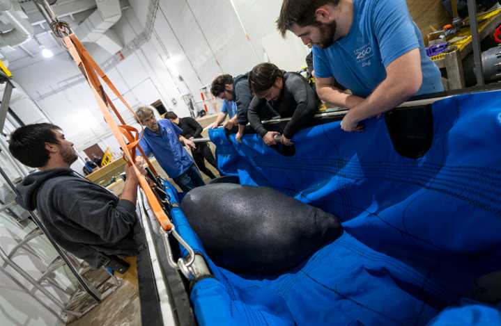 Six Rehabilitated Manatees Leave Ohio Zoos for Return to Florida Waters