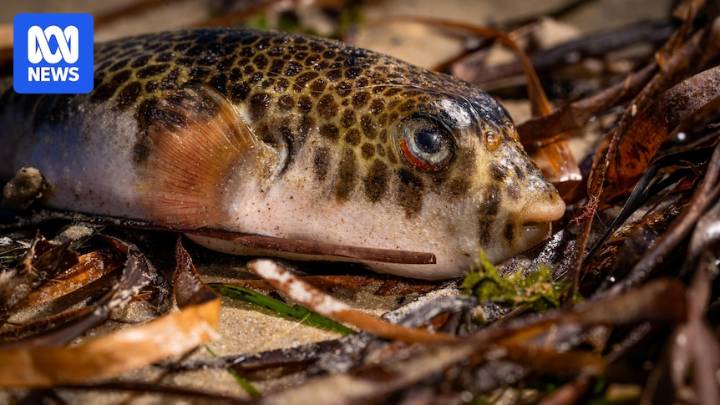 Algal bloom exposes 'limitations' in government monitoring programs, Senate inquiry