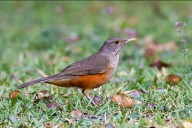 El truco para que los zorzales lleguen a tu patio durante noviembre y el secreto de su canto