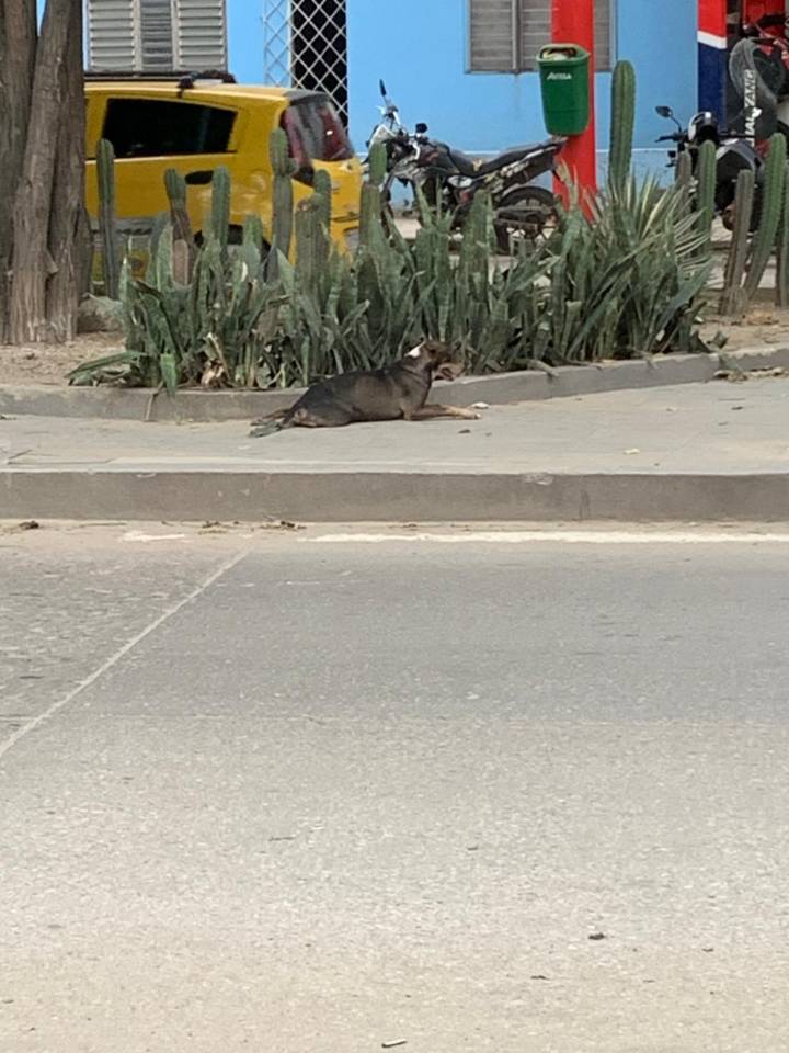 Indignación en Santa Marta: conductor arrolló a un perrito y lo dejó abandonado en plena vía ciudadanos piden ayuda