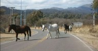 ¿Dónde están los dueños? La Policía levantó más de 30 caballos sueltos en Salta