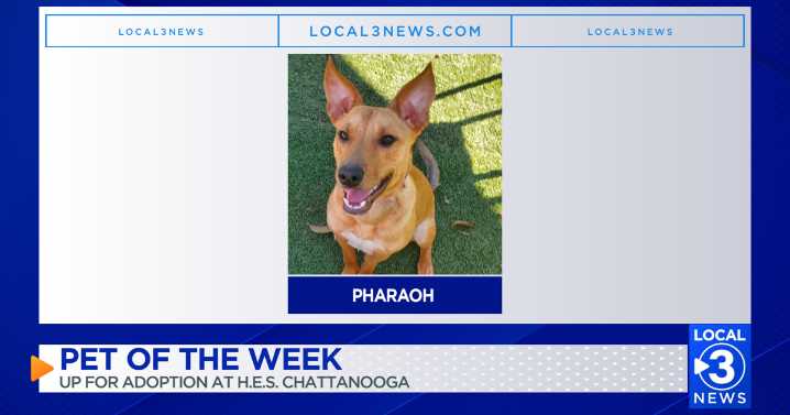 Pharaoh the dog up for adoption at the Humane Educational Society of Chattanooga