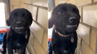 Louisiana Shelter Pup’s Joyful Smile Becomes His Ticket To A New Life