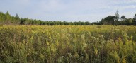 $17.5-million initiative gives Alabama Black Belt landowners money to restore prairie habitat