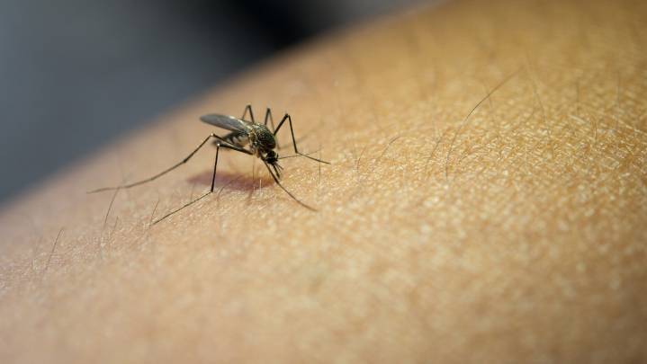 Un nuevo virus transmitido por mosquitos fue detectado en España