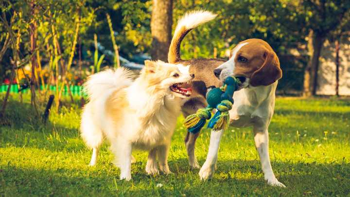 Prográmese: Bogotá vivirá la Feria de Bienestar Animal PyBAFest 2025