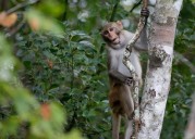 Mississippi Woman Shoots Escaped Research Monkey to Protect Kids