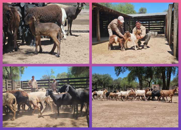 CHACO:   El Gobierno Provincial Fortalece A Los Pequeños Productores Con Asistencia Técnica Y Desarrollo Territorial