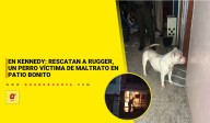 En Kennedy: rescatan a Rugger, un perro víctima de maltrato en Patio Bonito