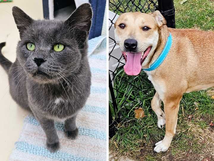 Pets of the week: Shasta is happy. Prince likes his toys