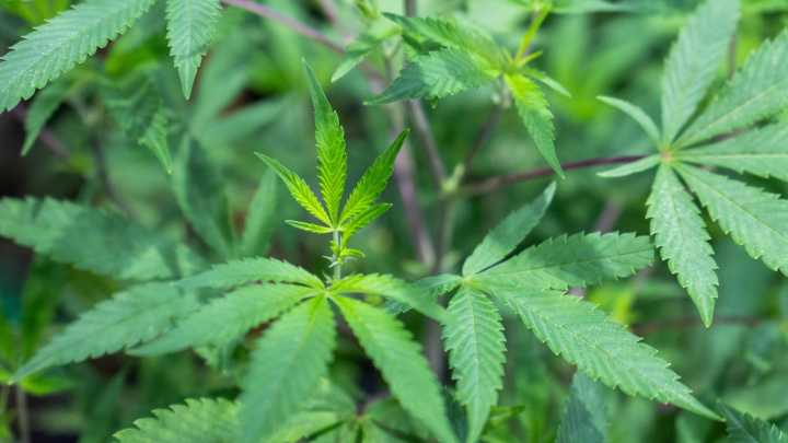 Detenido el alcalde de un pueblo de Cuenca por tener más de 200 plantas de marihuana
