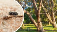 Shot-hole borer invasion: Perth homeowners soon to be responsible for paying for tree management
