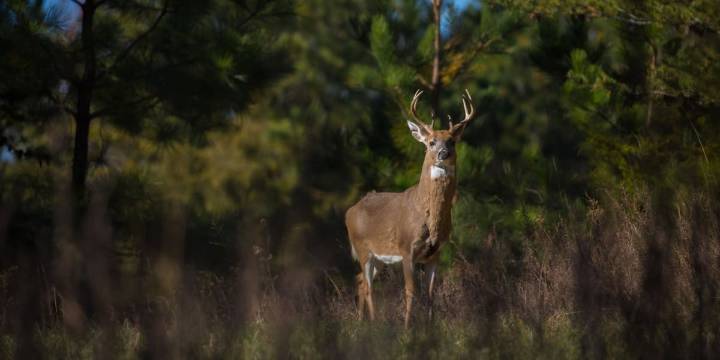 Hunters in St. Louis, St. Charles Counties must now submit deer for testing