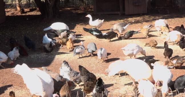 Daisy gets pardoned by local animal rescue farm