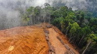 Buenas noticias: la deforestación mundial se reduce notablemente en las últimas décadas