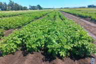 Una papa de Balcarce promete cambiar la industria de chips