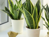 Pocos lo saben: cada cuánto hay que podar la lengua de suegra o “sansevieria” y por qué recomiendan hacerlo