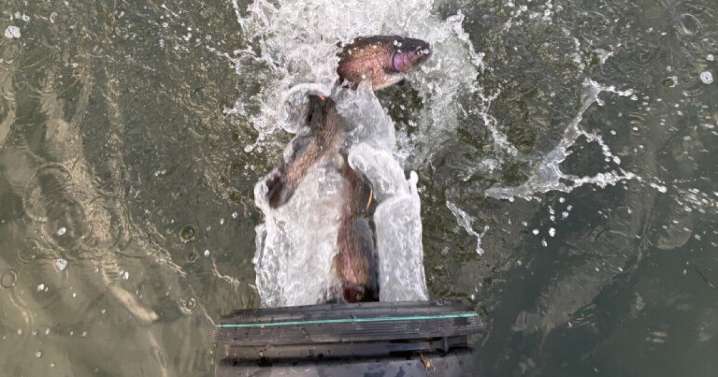 Cachuma Lake stocked with 3,000 pounds of Rainbow Trout