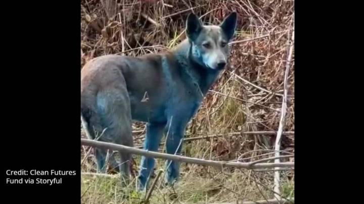 Watch: 'Blue dogs' seen roaming Chernobyl exclusion zone