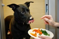 Pureed pumpkin and sliced turkey: Shelter animals’ Thanksgiving feast
