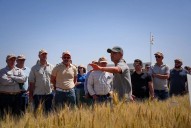 Campaña histórica. El trigo sorprende en amplias regiones con rindes superiores a los 6000 kilos