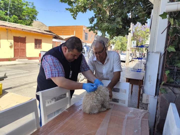 Confirman tres casos de rabia en murciélagos en región de Coquimbo: Autoridad Sanitaria refuerza medidas