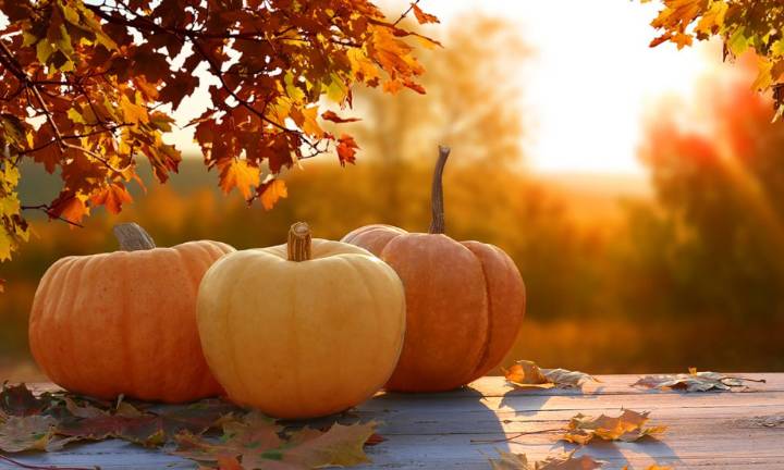 Happy Thanksgiving to all