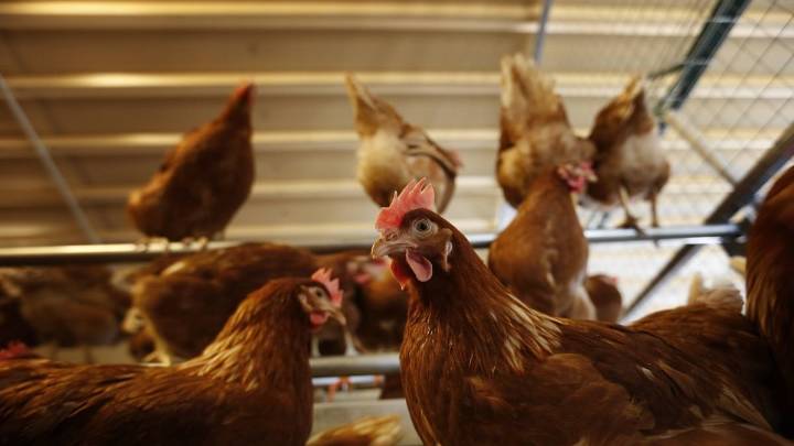 La gripe aviar se descontrola: estos son los 18 municipios de León de especial riesgo que deben confinar las aves