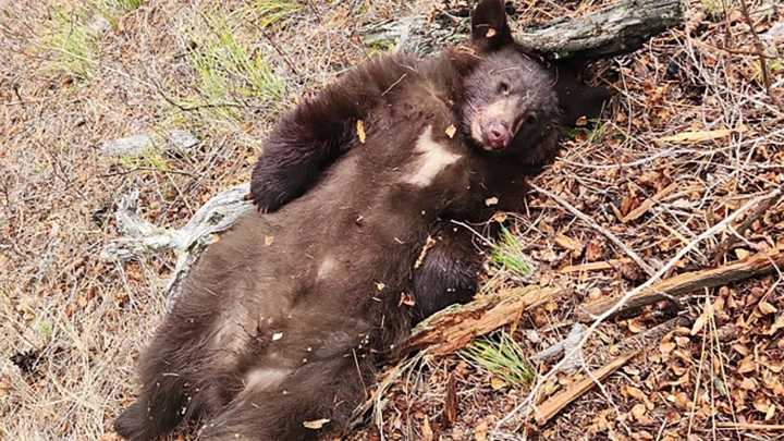 Game Warden Says Montana Black Bear Cub Shooting ‘As Bad As It Gets’
