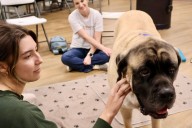 Therapy dogs bring comfort, calm to Chico State students