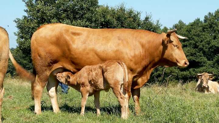 Multado en Lugo por realizar un acto sexual con una vaca preñada en una granja