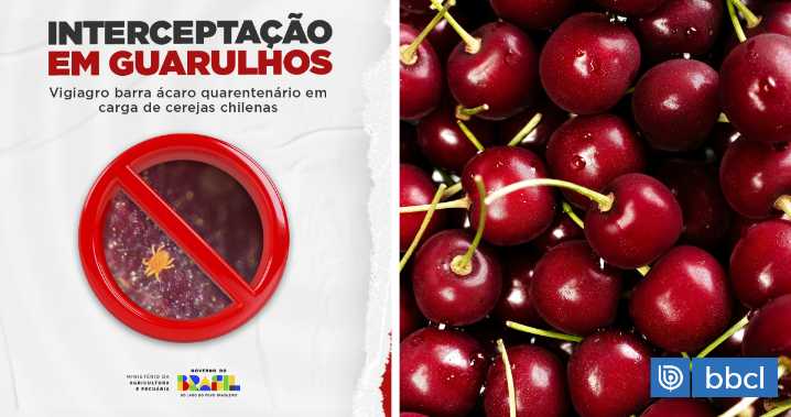Por presencia de una plaga: Destruyen en Brasil cargamento con más de una tonelada de cerezas chilenas